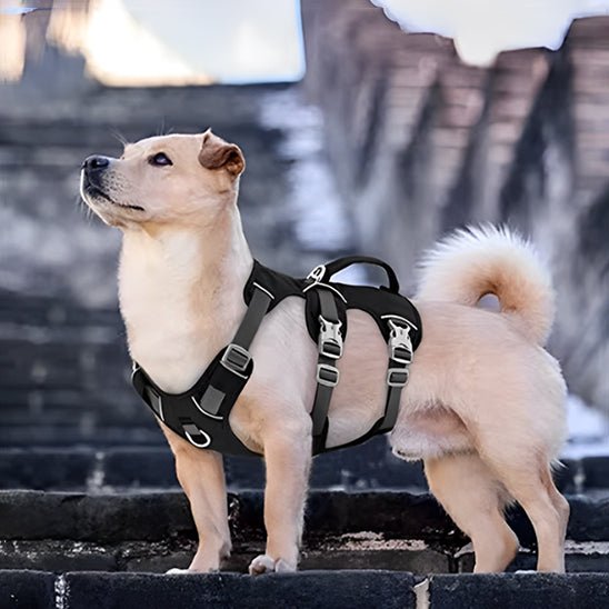 harnais chien inspiration