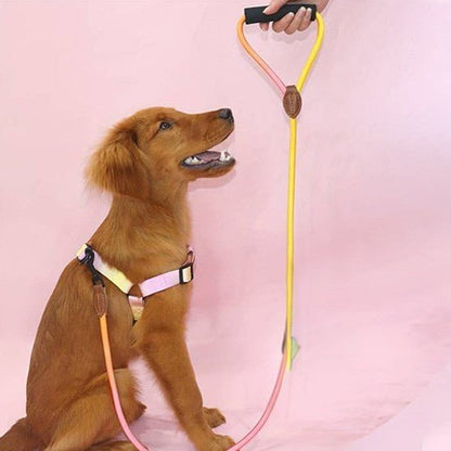 harnais chien interieur Modifie