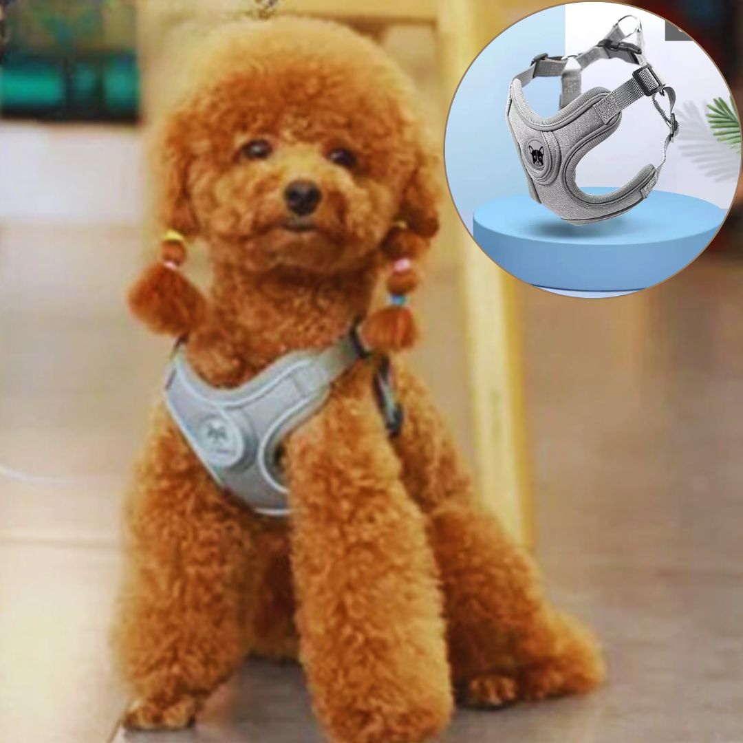 harnais petit chien grisette