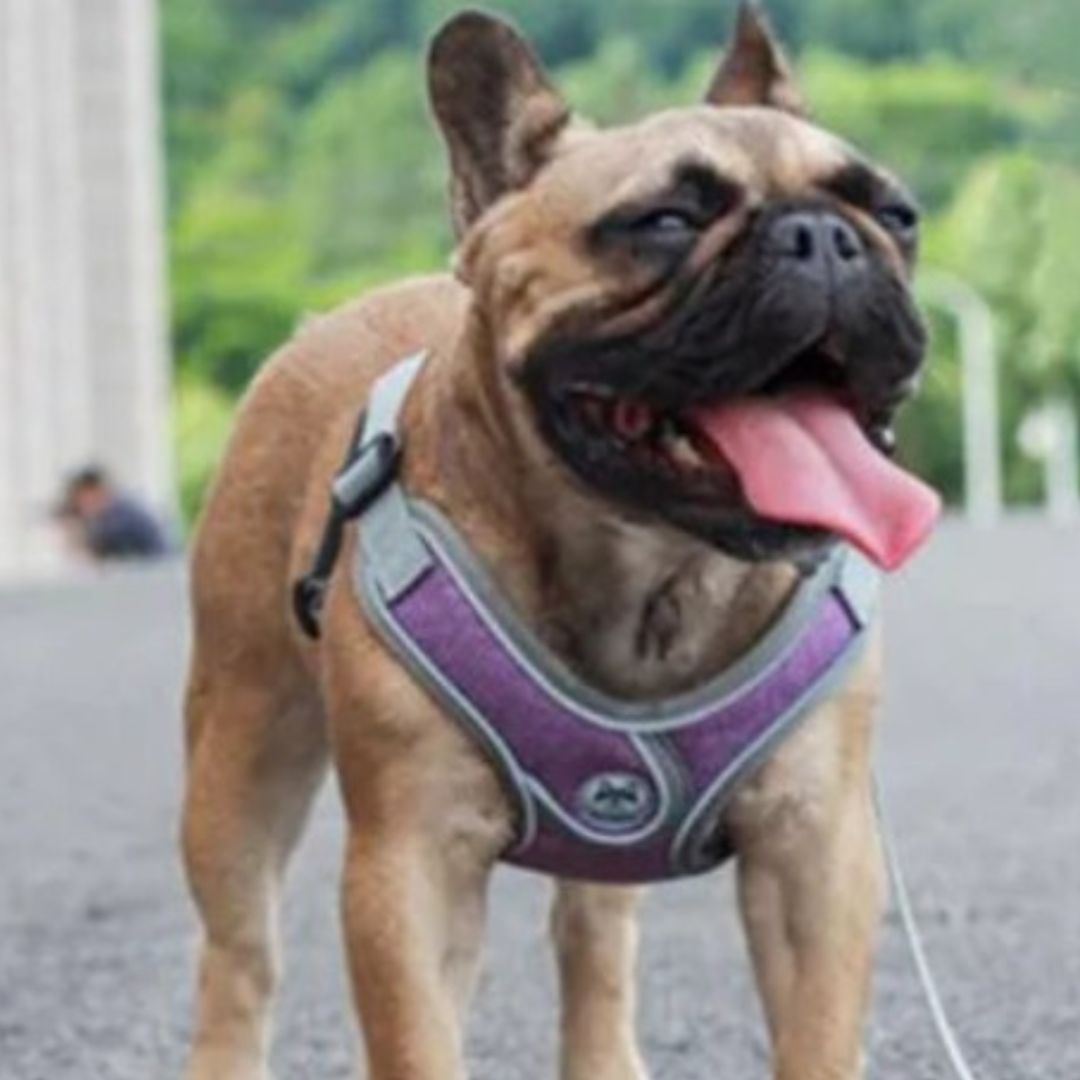 harnais petit chien mauves
