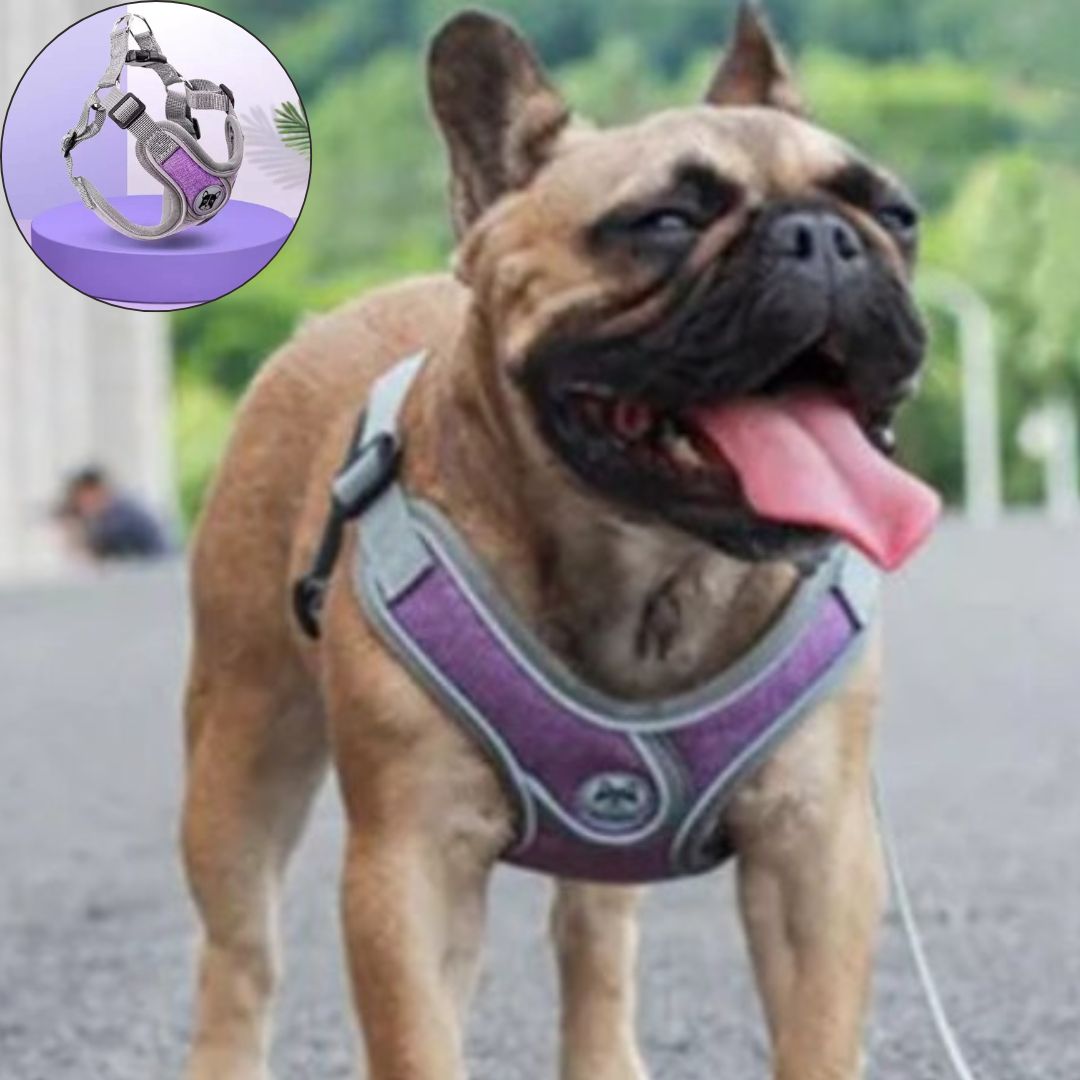 harnais petit chien mauvettes