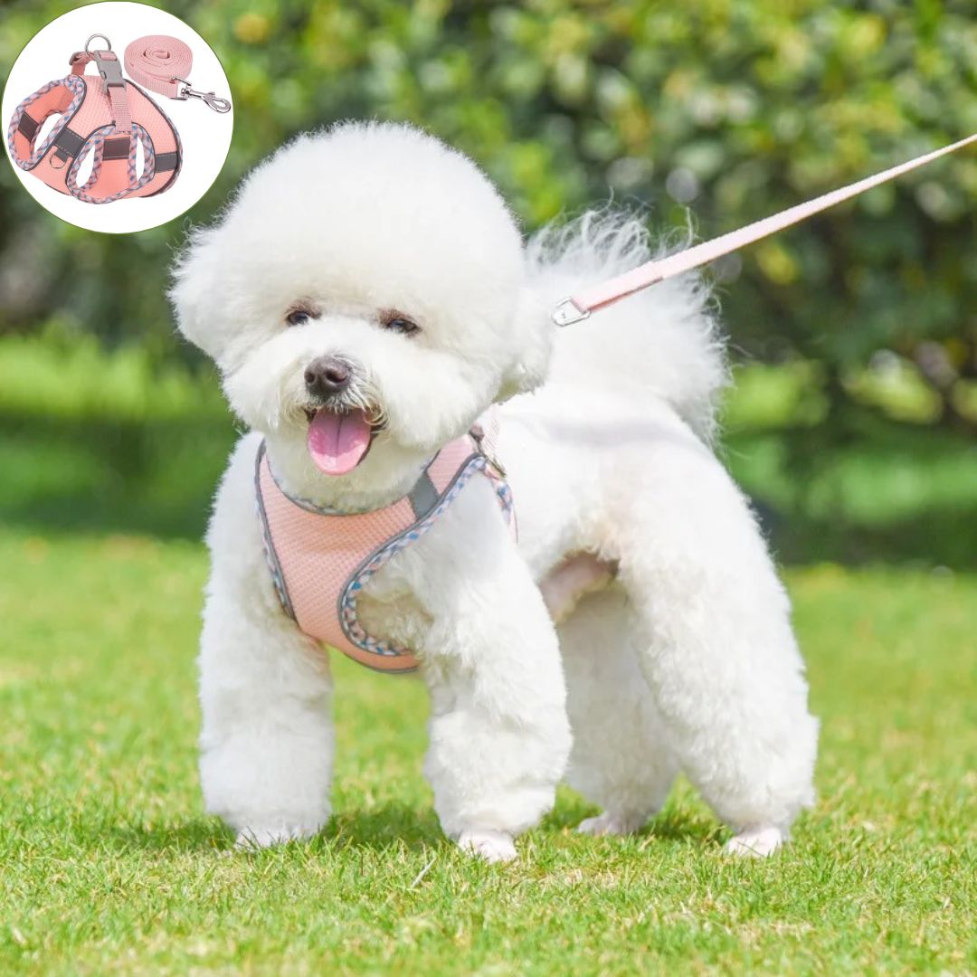 harnais petit chien rosette