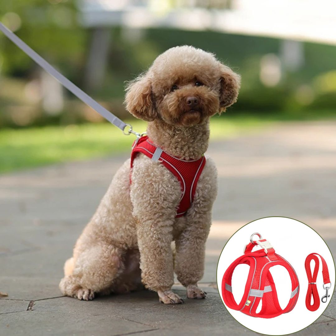 harnais petit chien rouge