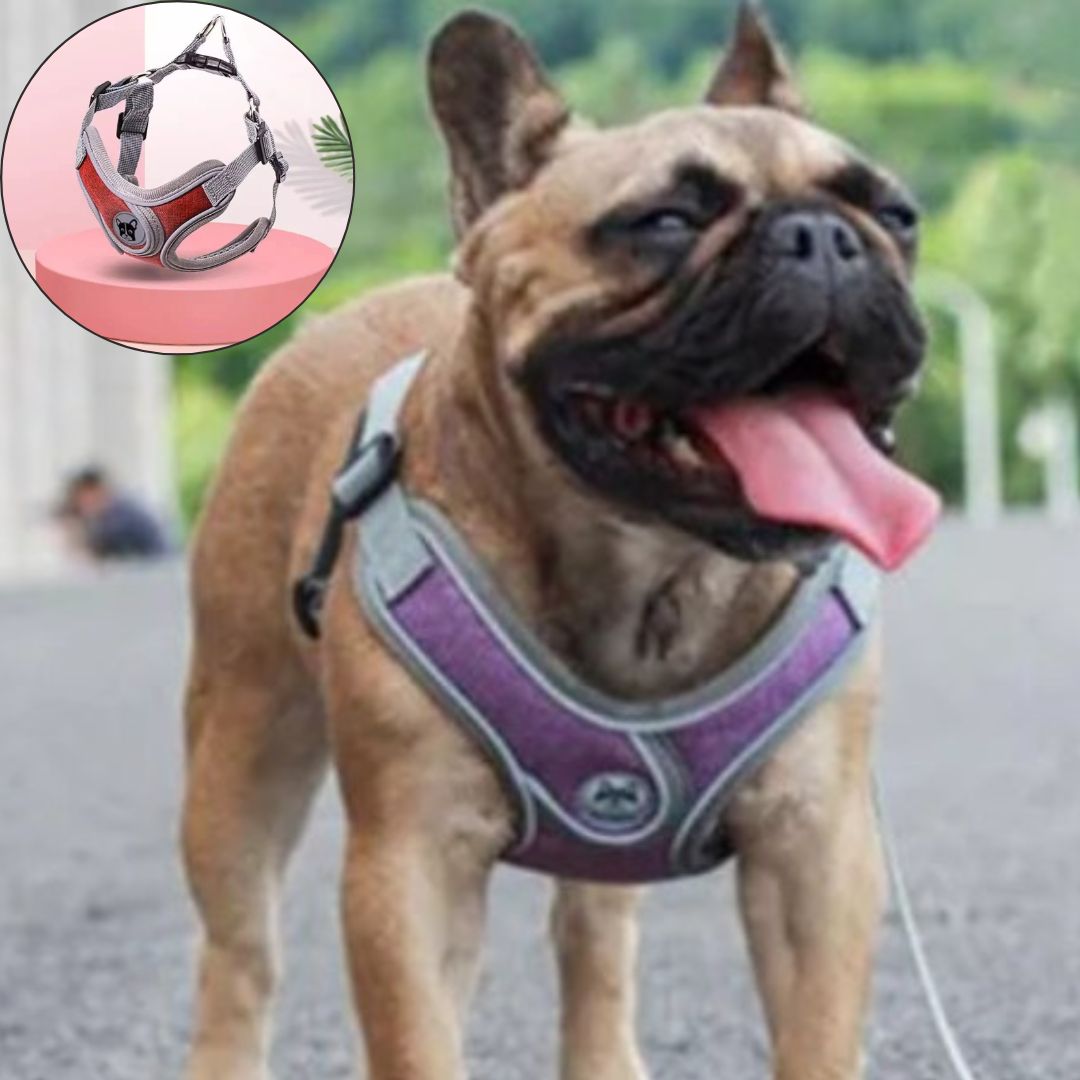 harnais petit chien rouget