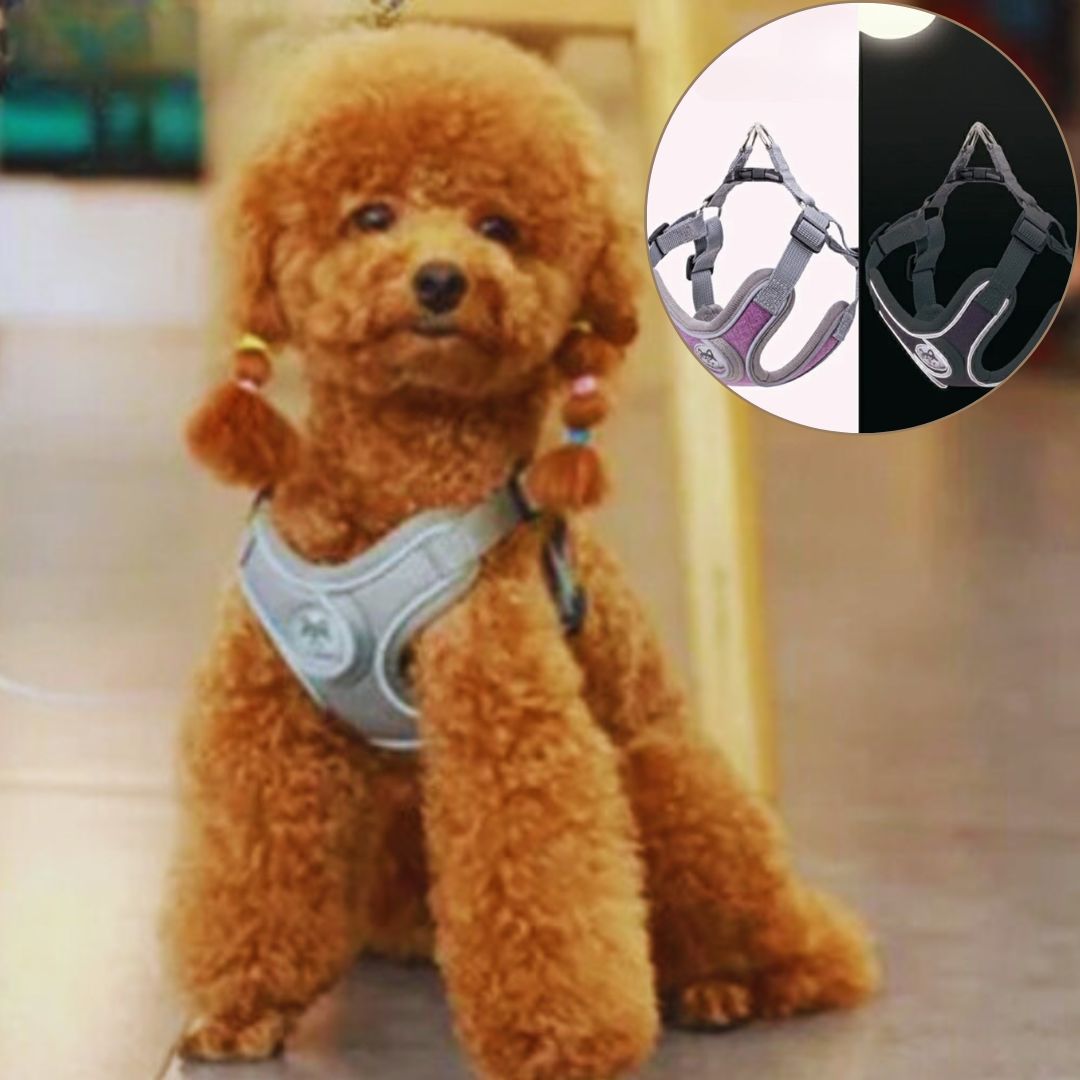 harnais petit chien variant