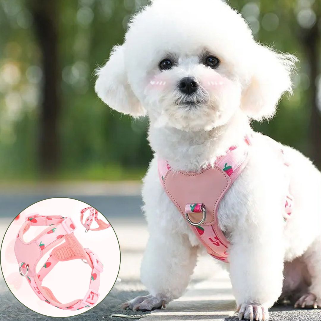 Harnais petit chien ǀ ToutouPro™ - Lyon - Toutou Pros