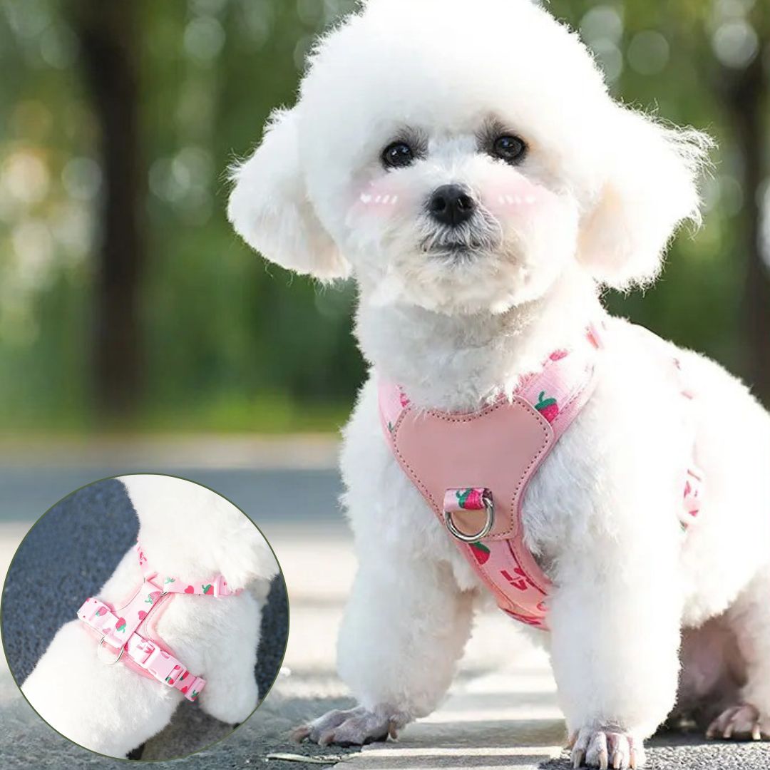 Harnais petit chien ǀ ToutouPro™ - Lyon - Toutou Pros