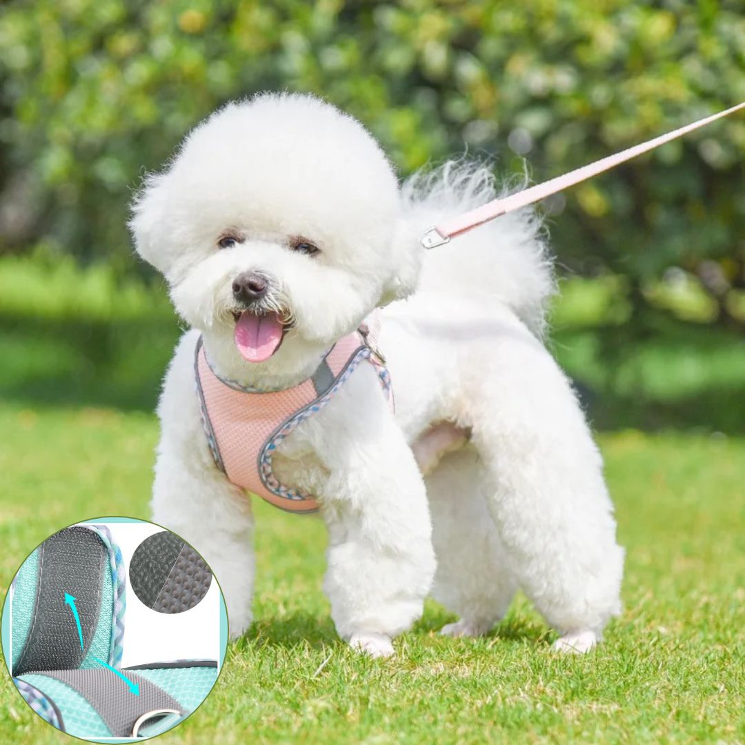 harnais petit chien variante bleue