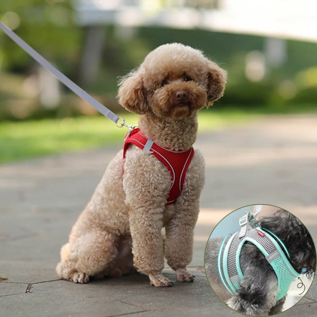 harnais petit chien vert bleu variante