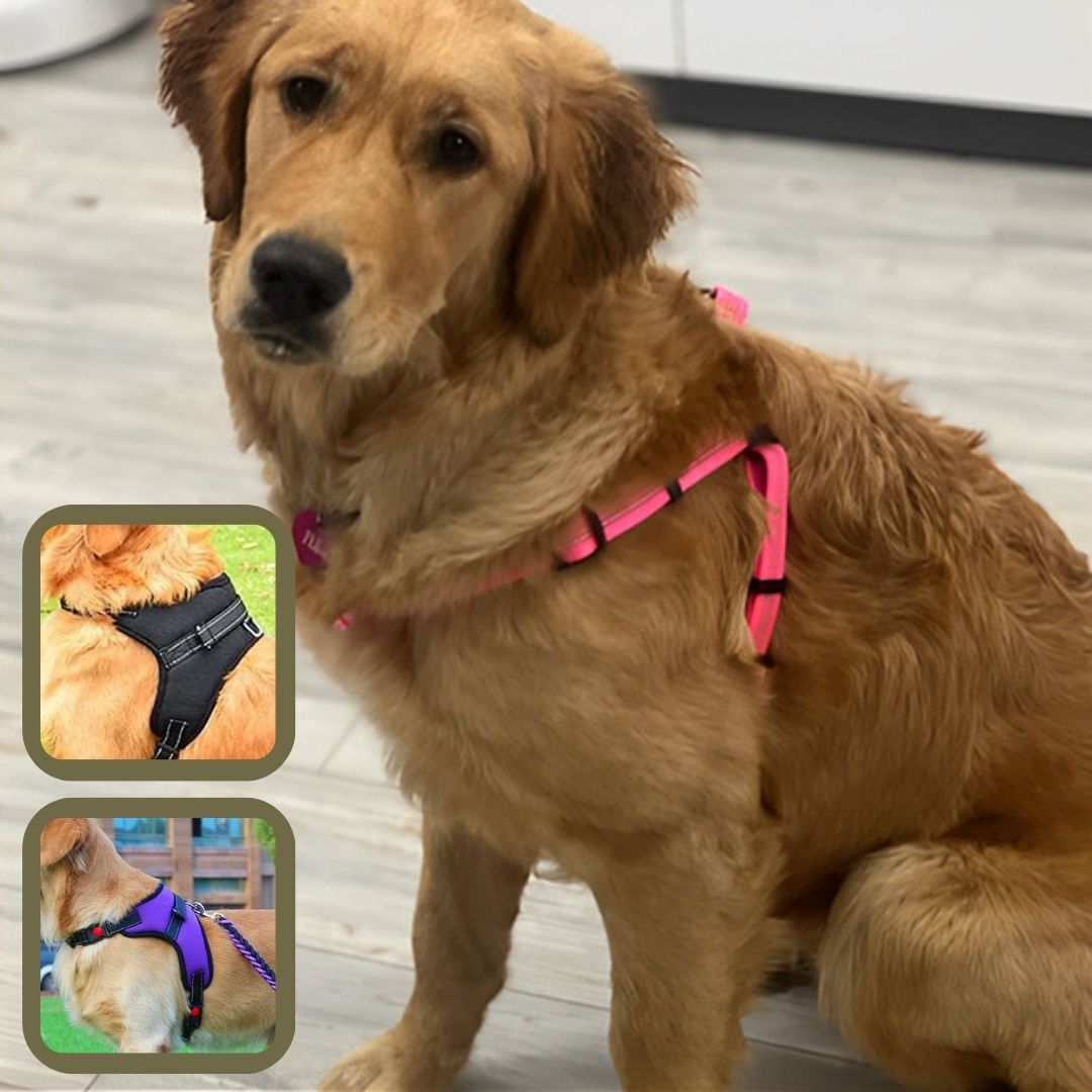 harnais pour chien WoufCalinoumix