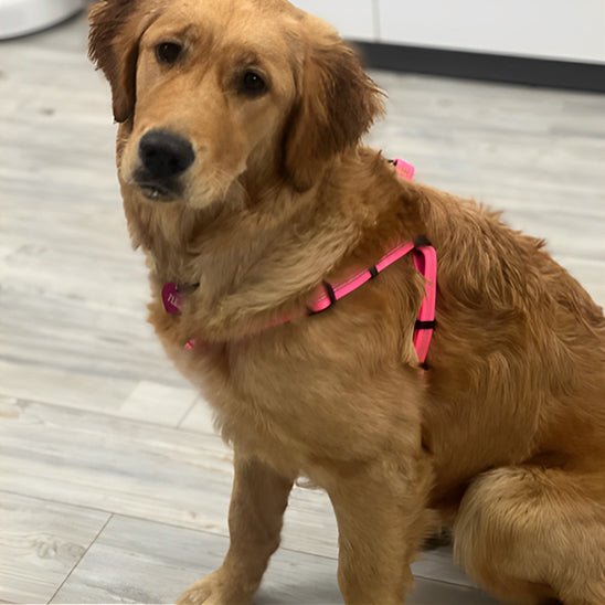 harnais pour-chien WoufDouceur