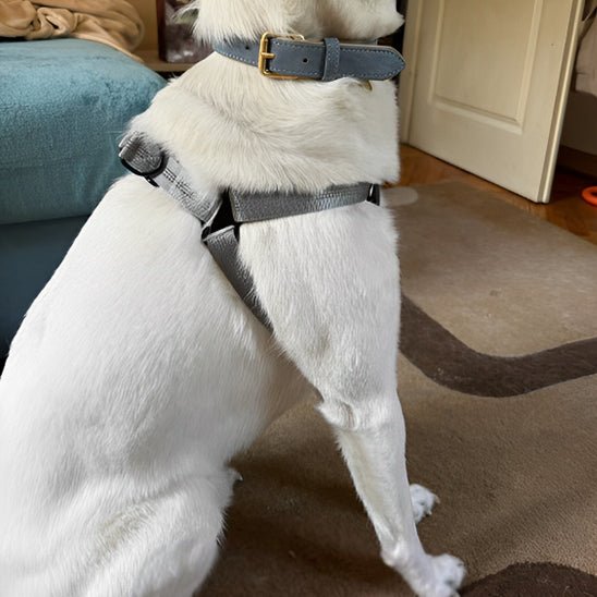 harnais pour chien WoufSage