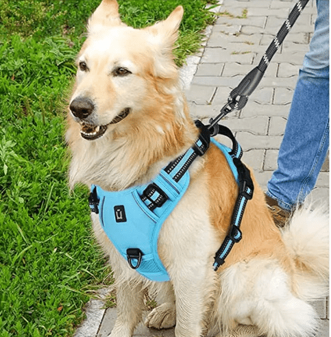 harnais pour chien assis