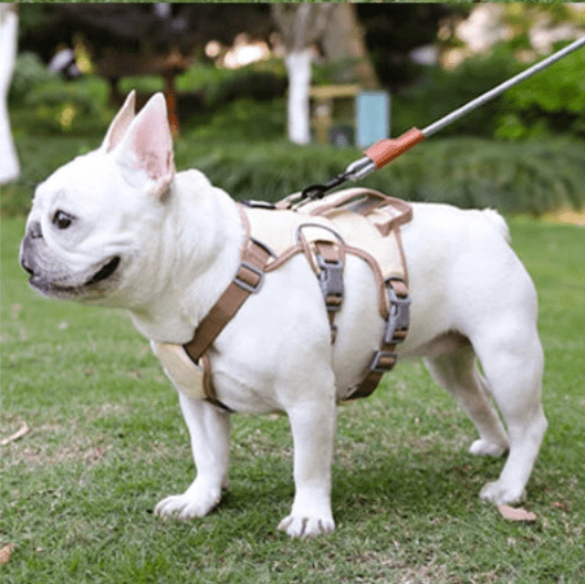 Harnais pour chien ǀ ToutouPro™ - Lyon - Toutou Pros