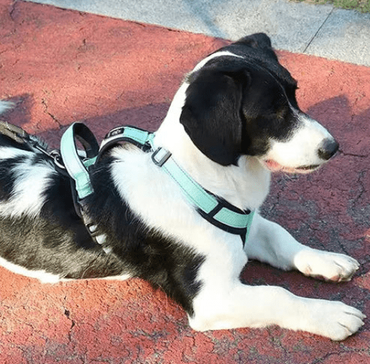 harnais pour chien bleu ciel