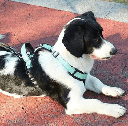 harnais pour chien bleu ciel