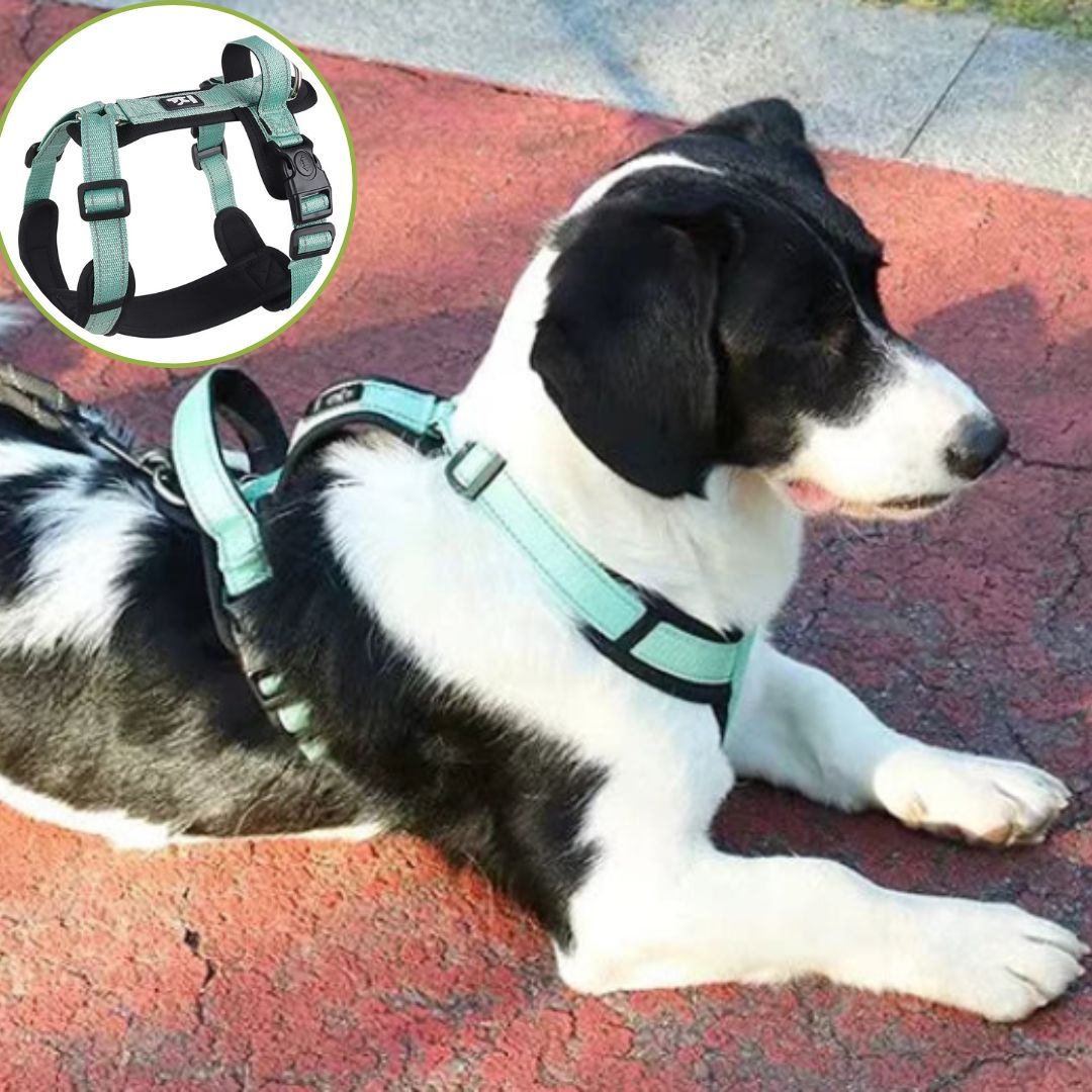 Harnais pour chien ǀ ToutouPro™ - Nice - Toutou Pros