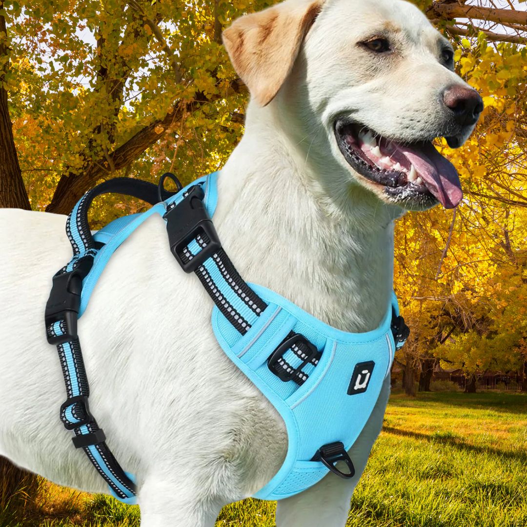 harnais pour chien bleu