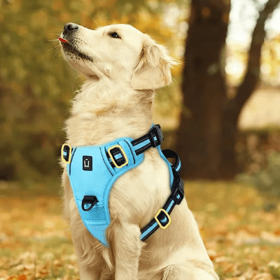 harnais pour chien ciel
