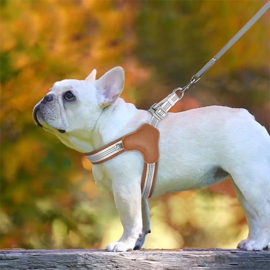 harnais pour chien irresistible