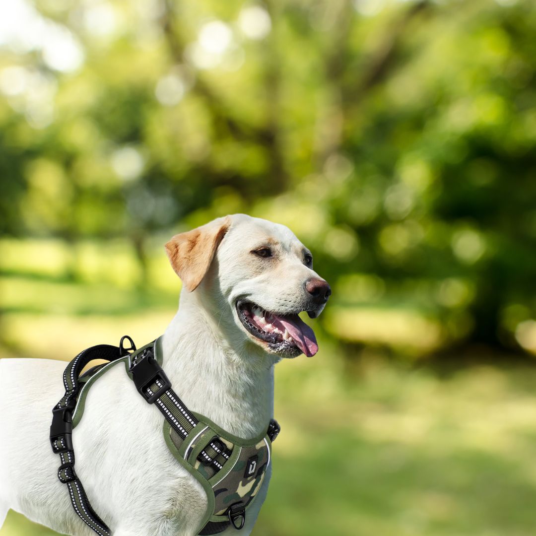 harnais pour chienvjardin