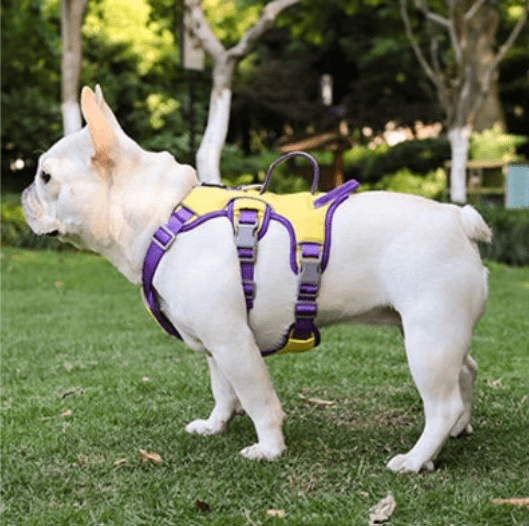 Harnais pour chien ǀ ToutouPro™ - Lyon - Toutou Pros