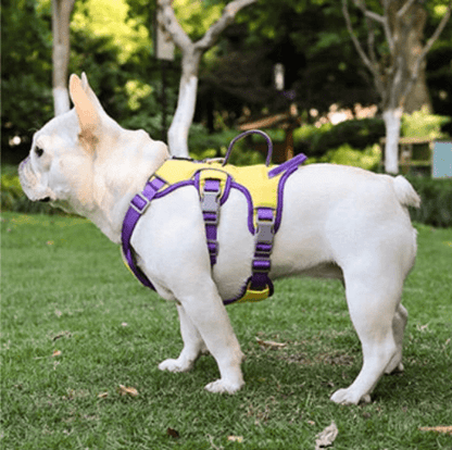 Harnais pour chien ǀ ToutouPro™ - Lyon - Toutou Pros