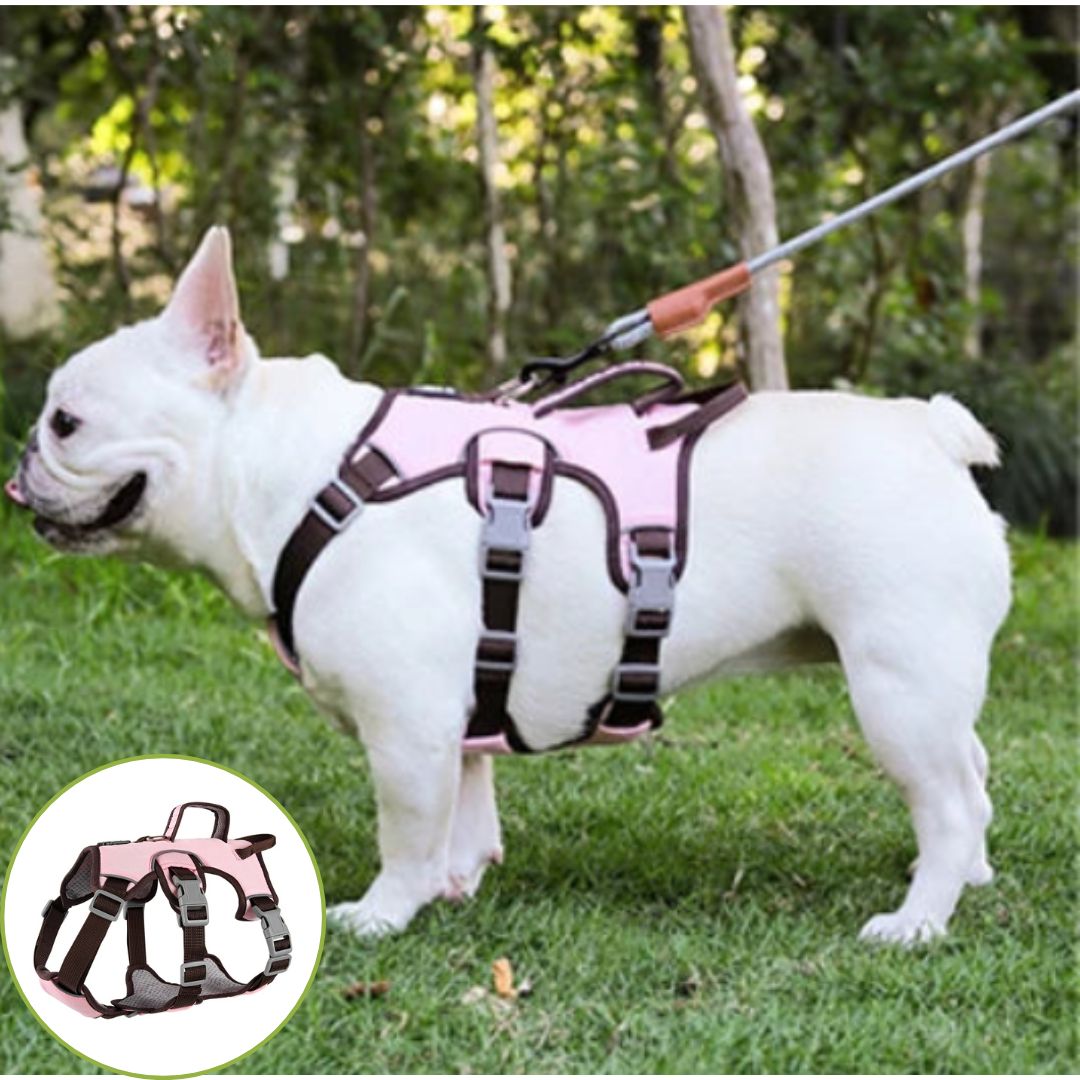 Harnais pour chien ǀ ToutouPro™ - Lyon - Toutou Pros