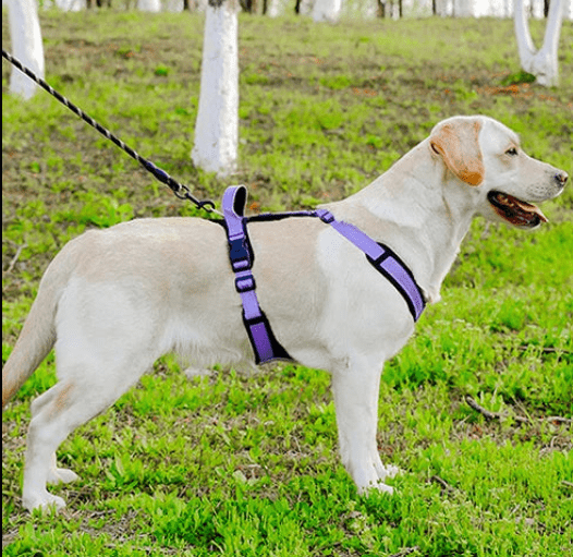 harnais pour chien mauve violet