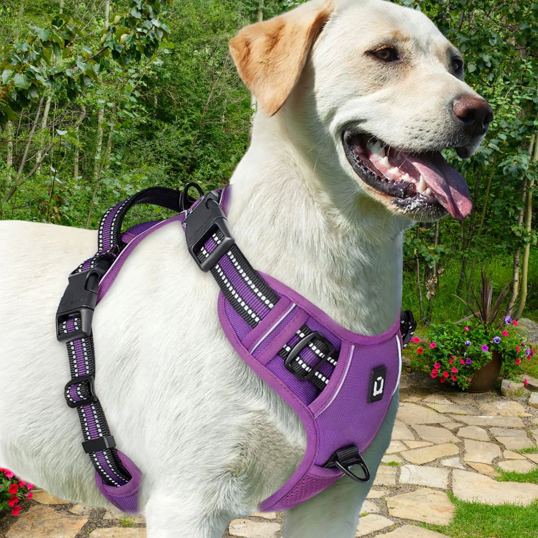 harnais pour chien mauve