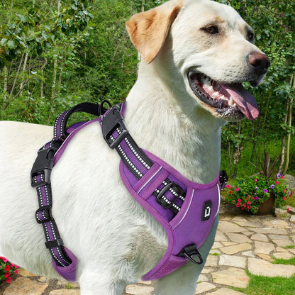 harnais pour chien mauve