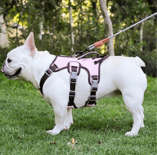 harnais pour chien mauve