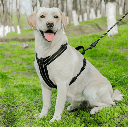 harnais pour chien noir