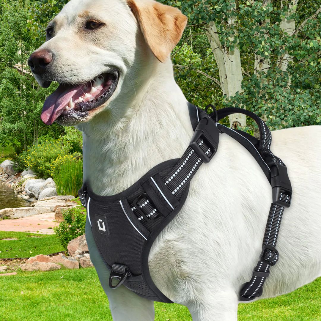 harnais pour chien noire