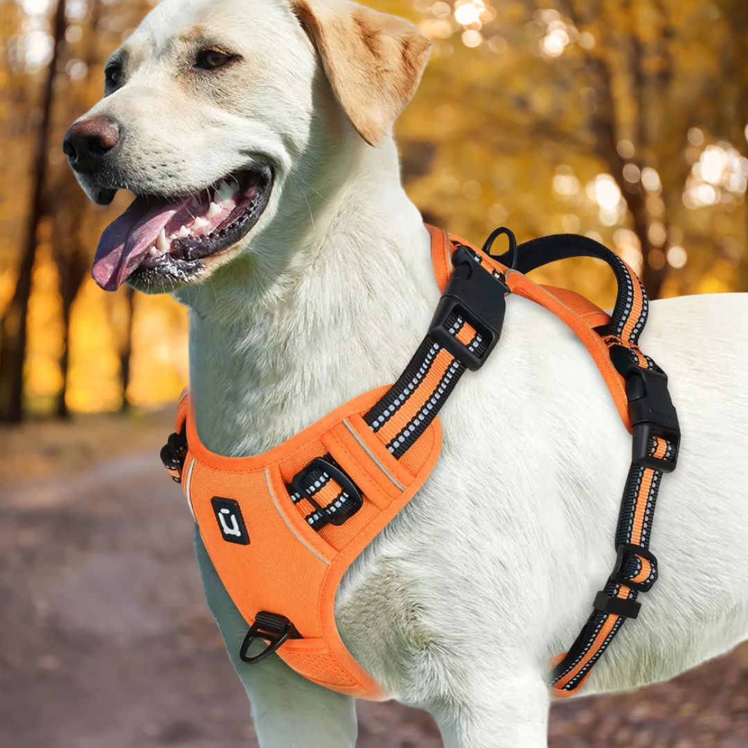 harnais pour chien orange