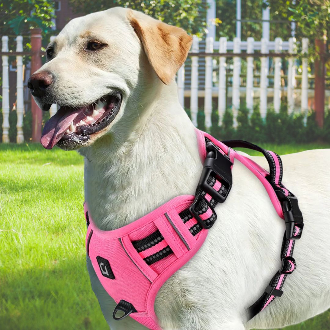 harnais pour chien rose