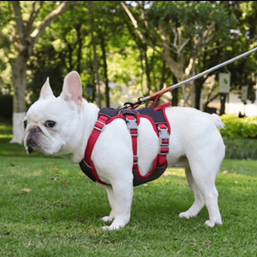 Harnais pour chien ǀ ToutouPro™ - Lyon - Toutou Pros