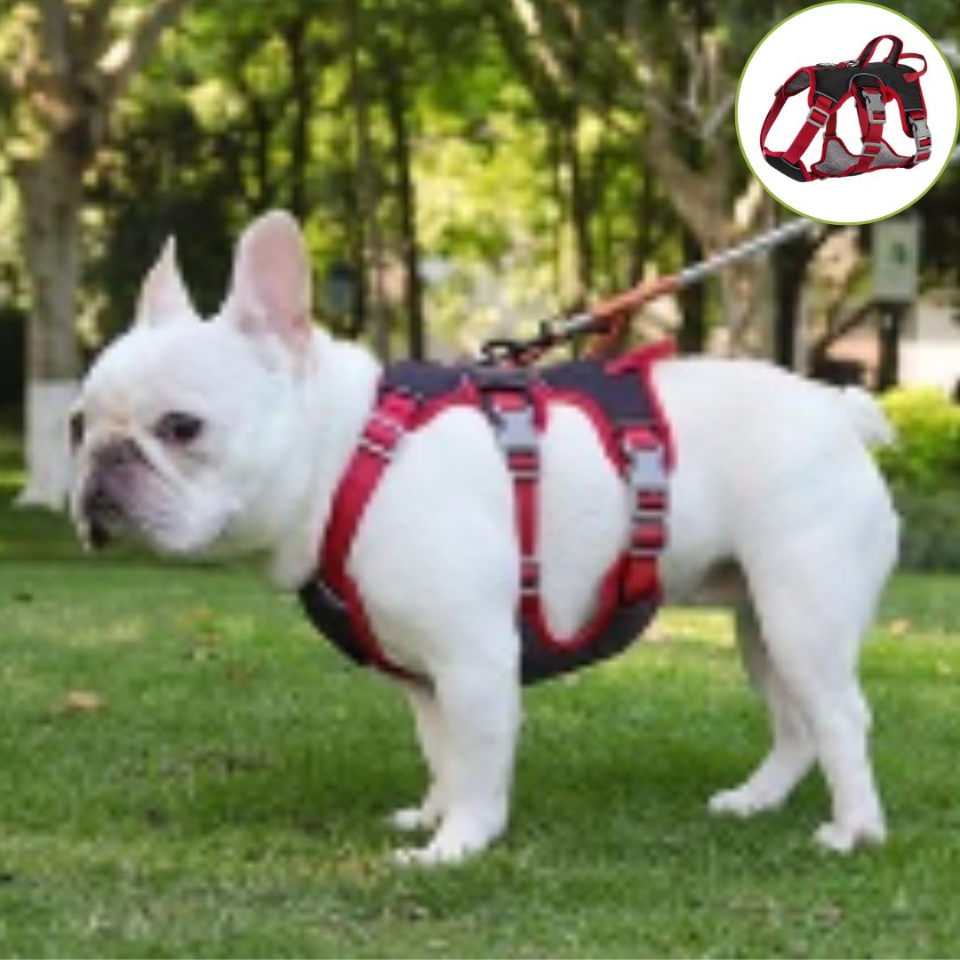 Harnais pour chien ǀ ToutouPro™ - Lyon - Toutou Pros