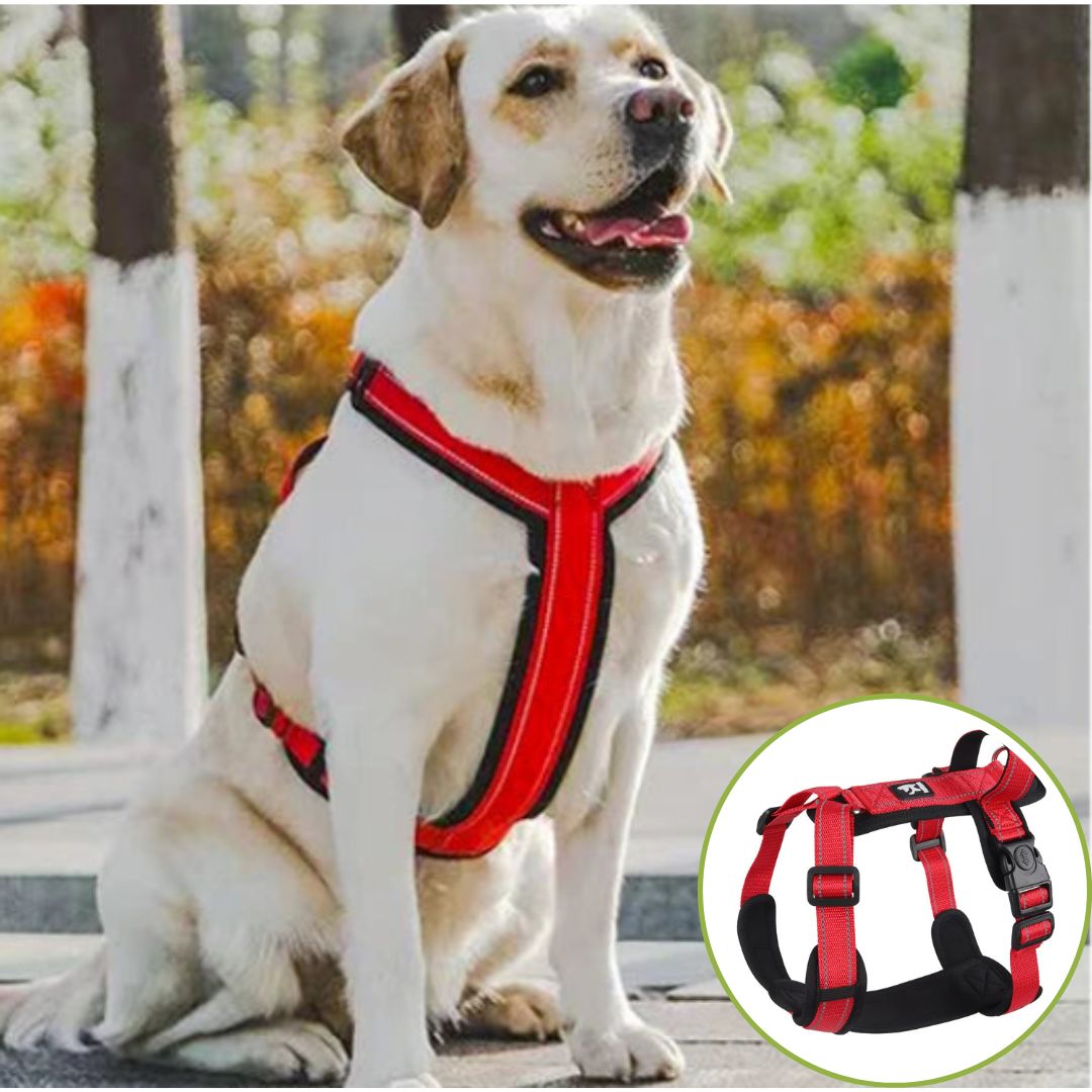 Harnais pour chien ǀ ToutouPro™ - Nice - Toutou Pros