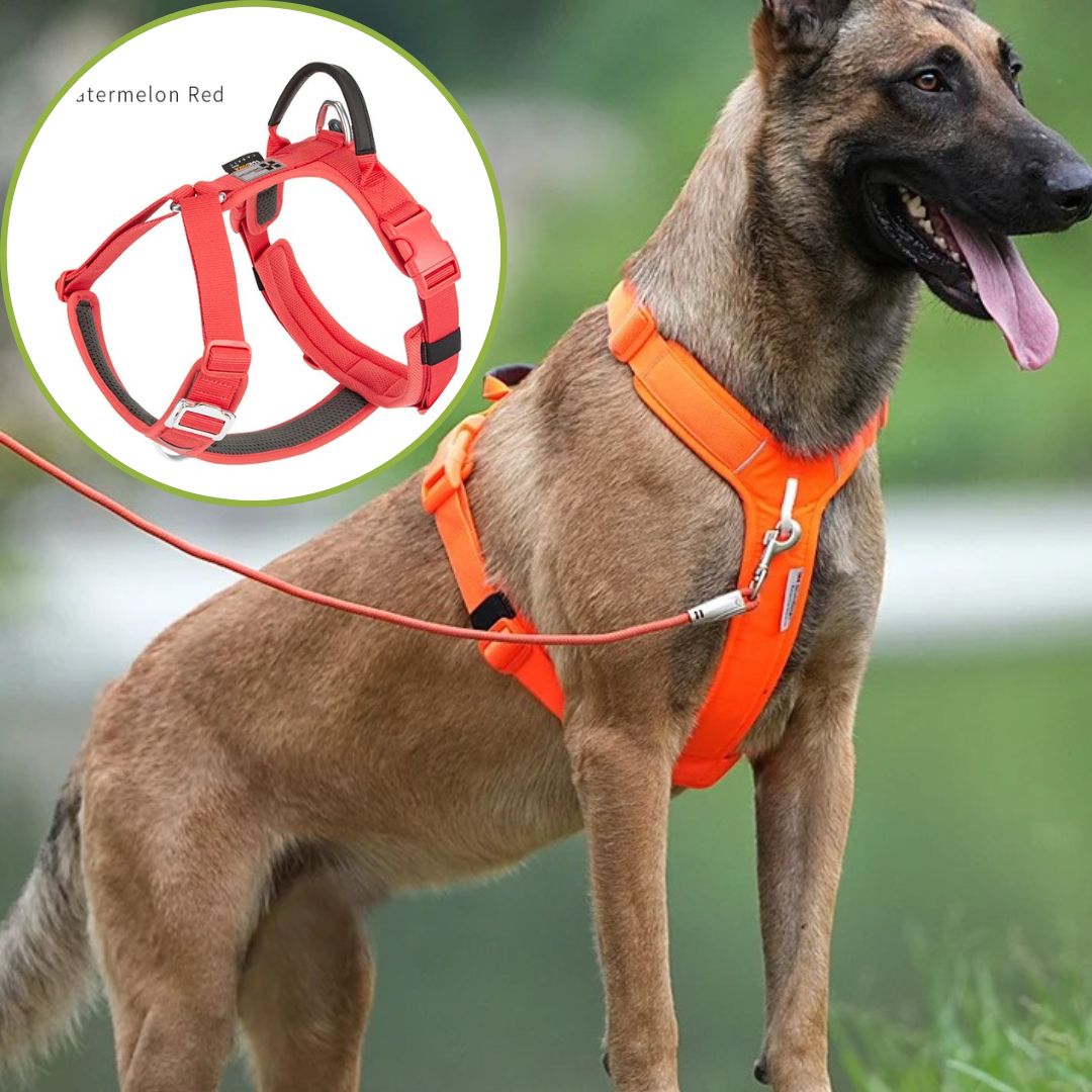 Harnais pour chien ǀ ToutouPro™ - Bordeaux - Toutou Pros