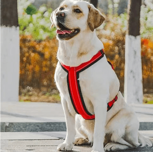 harnais pour chien rouge