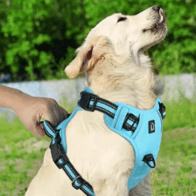 harnais pour chien tendu