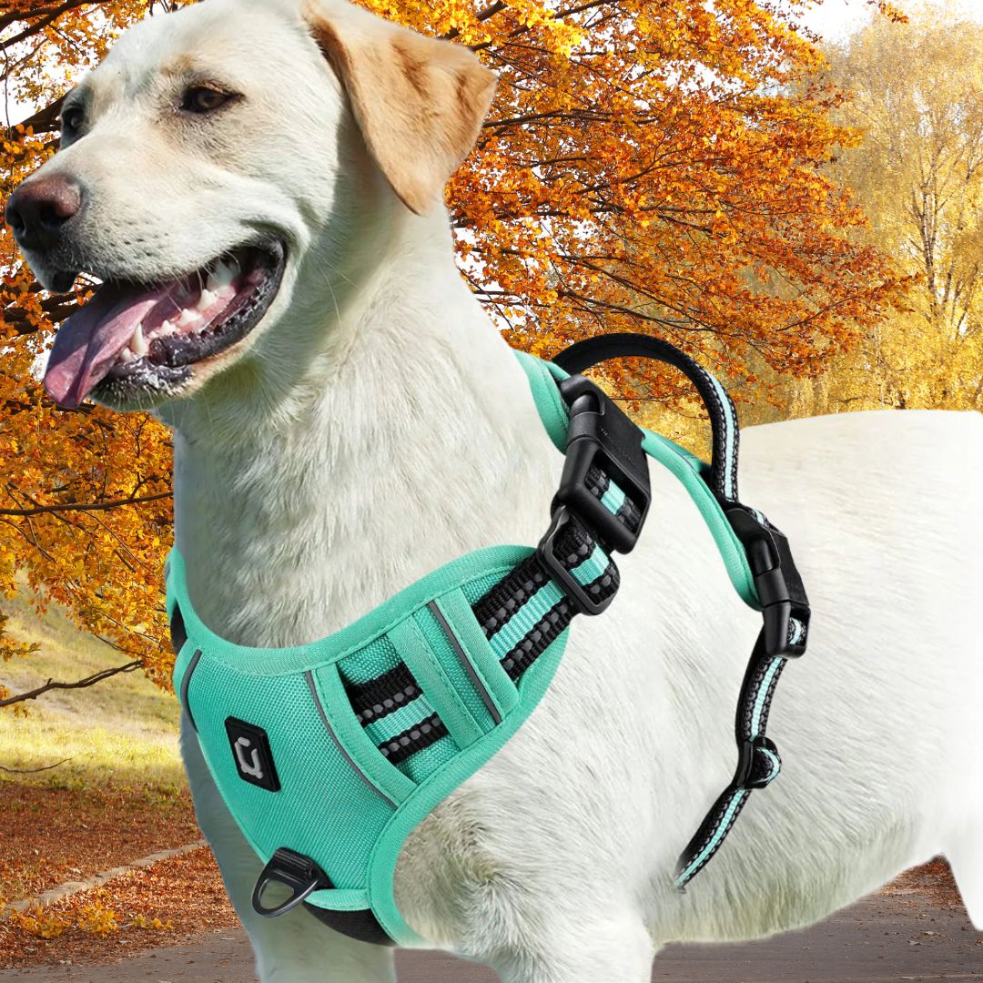 harnais pour chien vert jaune