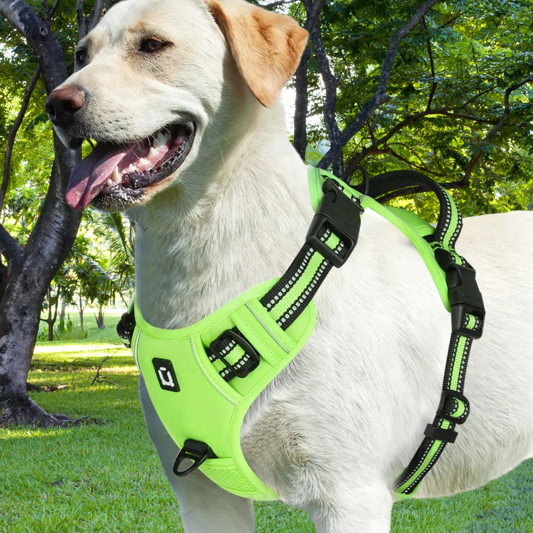 harnais pour chien vert