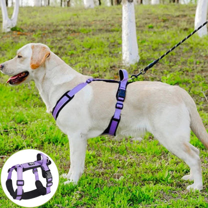 harnais pour chien violet