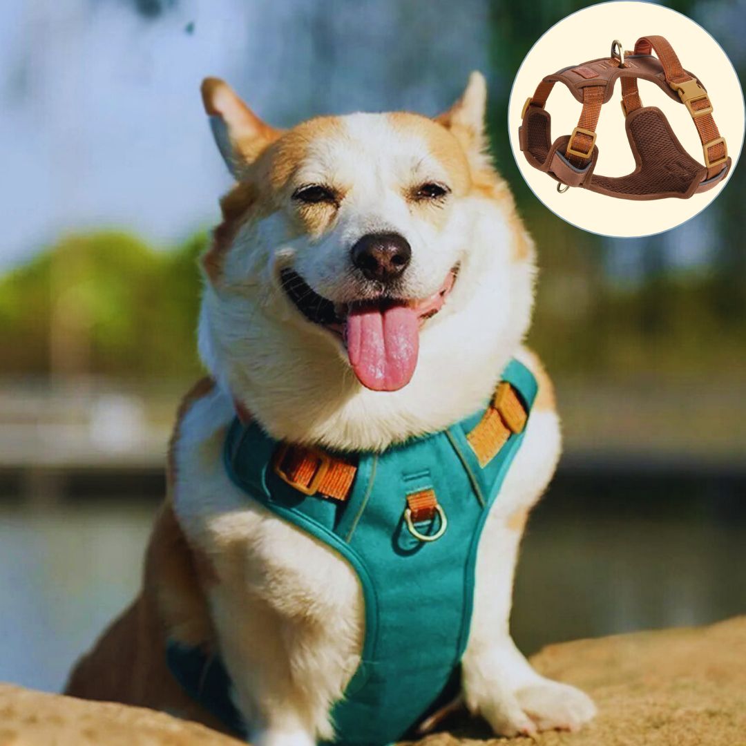 harnais pour petit chien brune