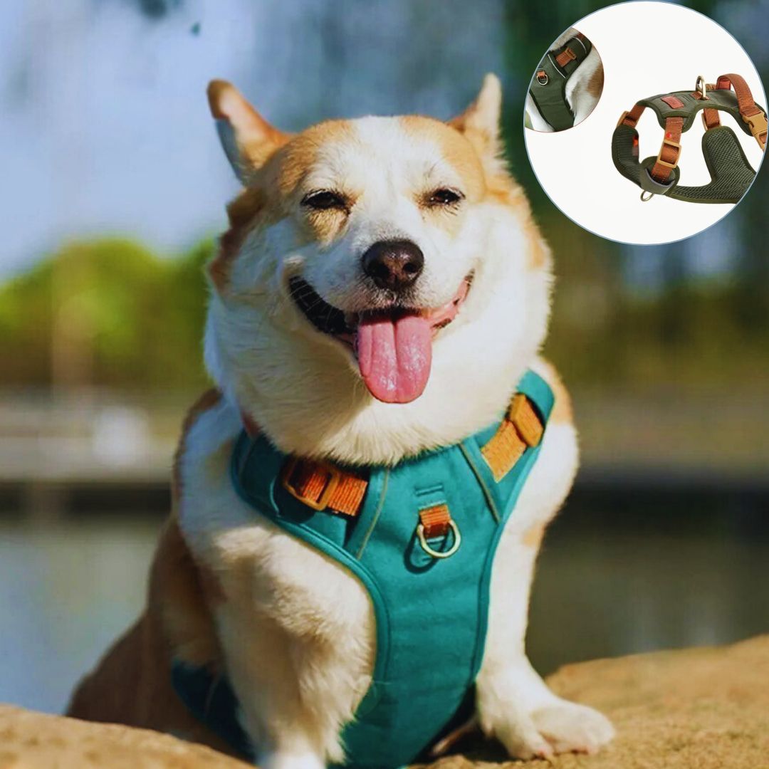 harnais pour petit chien caracteristiques