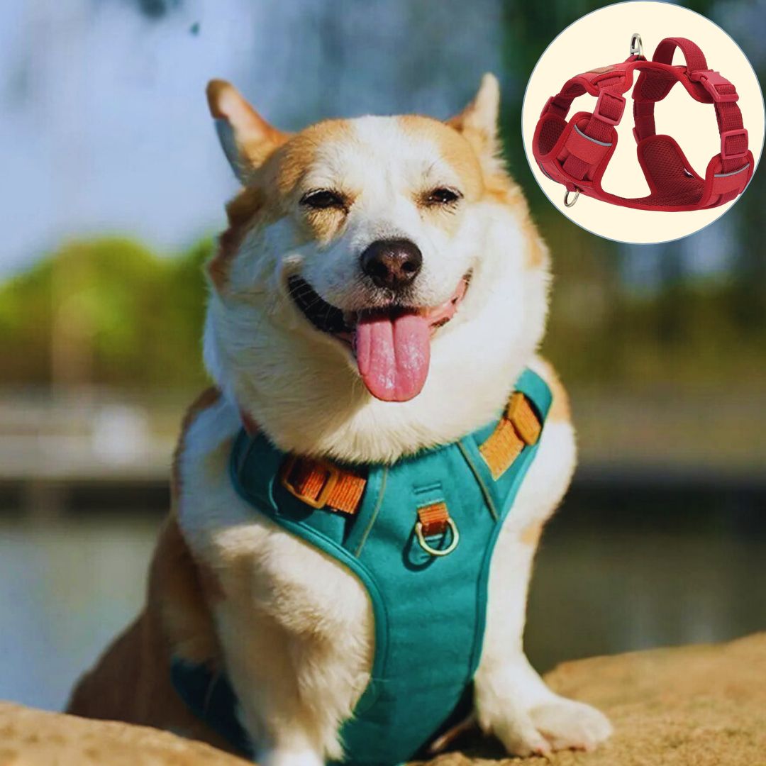 Harnais pour petit chien ǀ ToutouPro™ - Lille - Toutou Pros