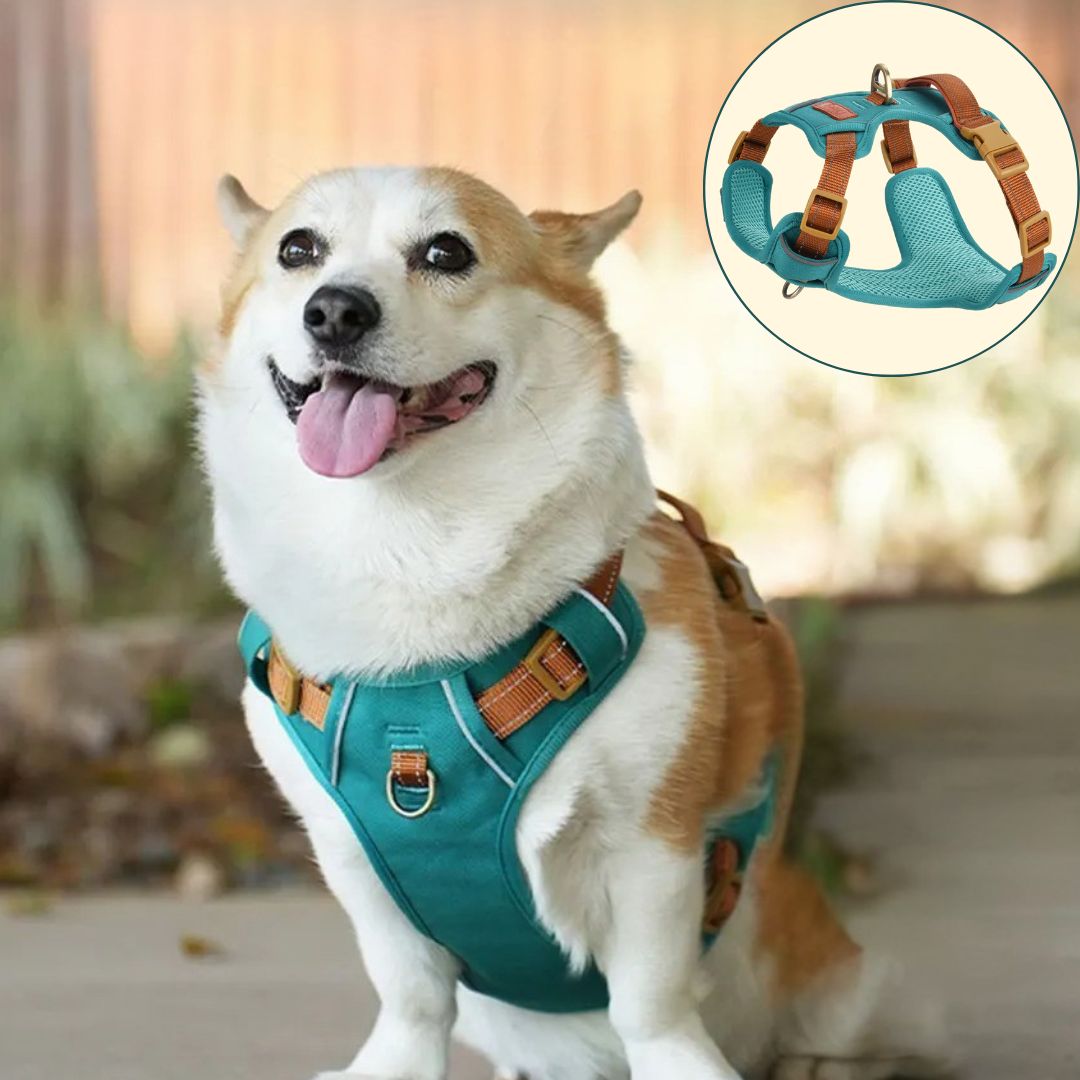 Harnais pour petit chien ǀ ToutouPro™ - Lille - Toutou Pros