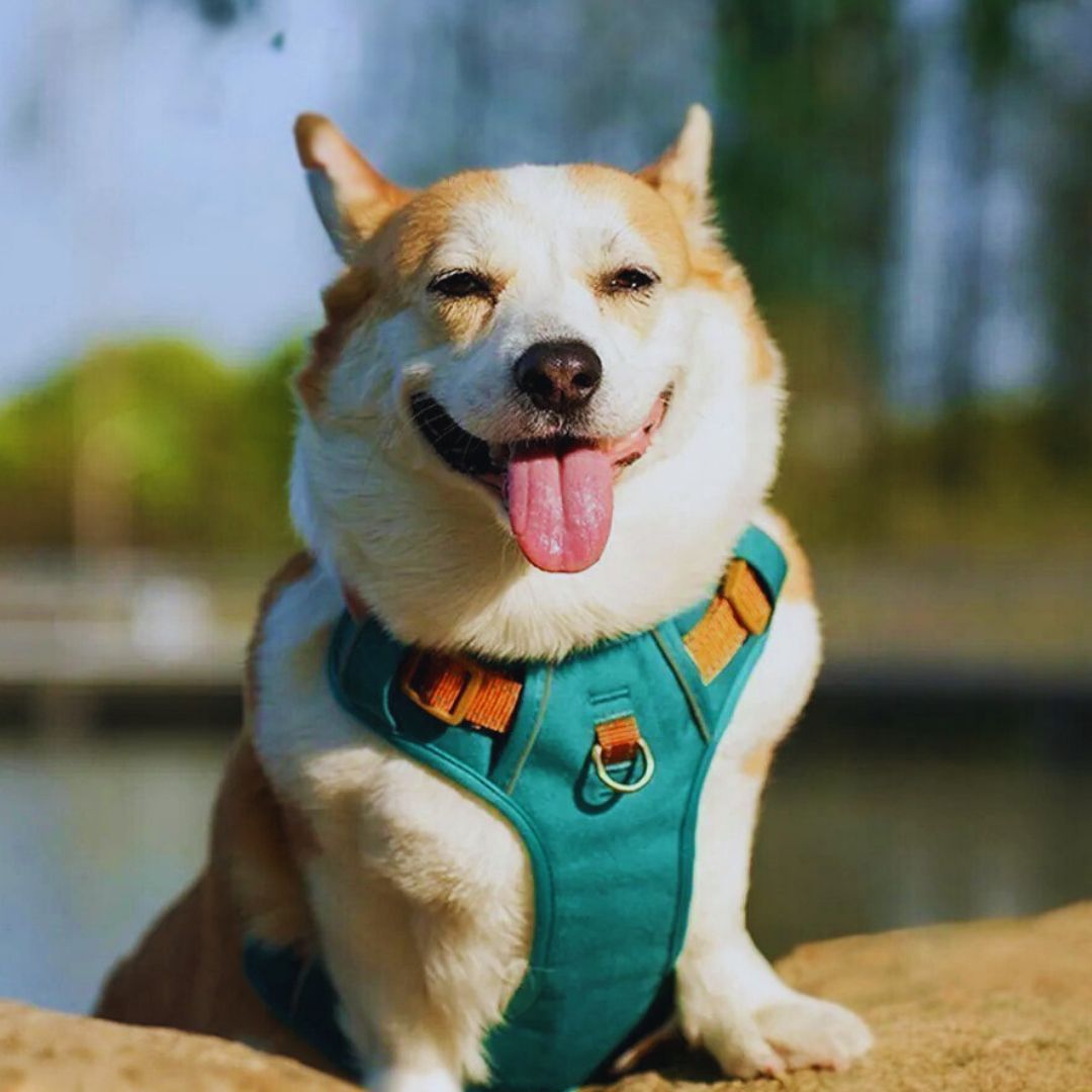 Harnais pour petit chien ǀ ToutouPro™ - Lille - Toutou Pros